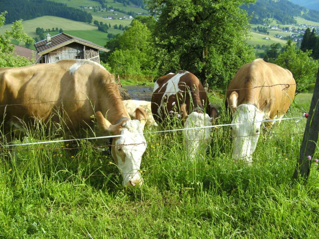 Bauernhof Hundbichl Vila Brixen im Thale Exterior foto